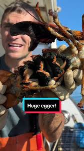 Massive Lobster Egger Caught in Maine