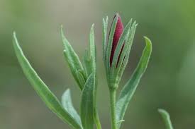 Image result for Menodora heterophylla