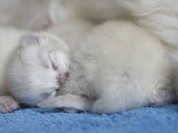 In dieser phase öffnet sich der muttermund und die wehen setzen ein. Hobbyzucht Was Braucht Eine Gute Zuchtkatze