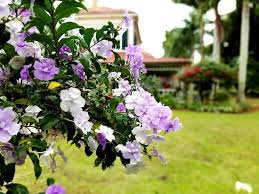 Image result for Brunfelsia pauciflora