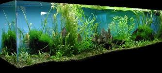 Andy Dwyer 5 Gallon Aquarium Parks And Recreation