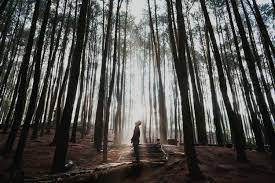 Wallpaper gambar pohon pinus terbaru. Sunrise At Hutan Pinus Imogiri Yogyakarta Indonesia 0c 6000x4000 Indonesia Nature Jogjakarta Photography Yogyakarta Photography