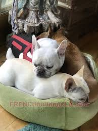 We are on the columbia river gorge about 80 miles from portland, oregon. Ivdd And Your French Bulldog French Bulldogs La
