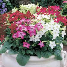 Flowering tobacco (nicotiana alata) is a beautiful ornamental plant that can add color and fragrance to the garden. Saratoga Mix Nicotiana Flowers And Bulbs Veseys