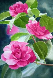 Bright Rose Colored Camellias Art Print By Sharon Freeman Floral Watercolor Flower Art Watercolor Flowers