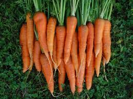 Where to plant carrots in the garden. Growing Carrots Garden To Table Goodness Hgtv