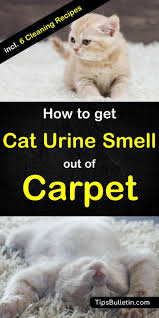 How to get rid of cat urine smell in carpet. 6 Clever Ways To Get Urine Smell Out Of Carpet Cat Urine Smells Cat Urine How To Clean Carpet