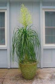 Ponytail Palms Bloom In Savannah Indoor Plants Cool Plants Ponytail Palm Care