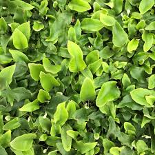 Image result for Pyrrosia