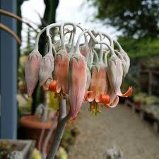 Image result for Cotyledon barbeyi