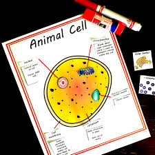 Plant cells have a large central water vacuole; Free Cut And Paste Animal And Plant Cell Worksheet Comparing Cells