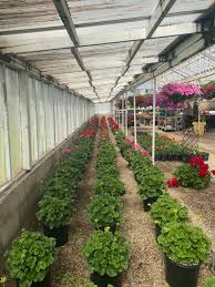 Check spelling or type a new query. Echter S Greenhouse Posts Facebook