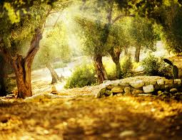 Why Do We Need Your Support Sponsor An Olive Tree In Israel Tree Wallpaper Nature Backgrounds Olive Tree