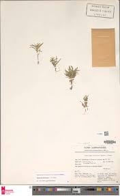 Image result for Diplacrum africanum