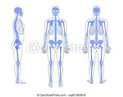 Bones are organs that produce red and white blood cells, store minerals, enable mobility, and provide structural support for the body. Human Man Skeleton Anatomy In Front Profile And Back View Vector Isolated Flat Illustration Of Skull And Bones In Body Canstock