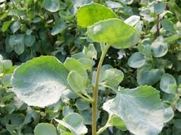 Old Man Salt Bush Bulleen Art Garden Australian Flowers Plants Plant Leaves