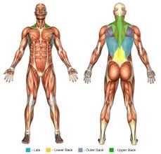 Start studying anatomy muscle chart (head, neck/upper back). Back Exercises Chunk Fitness