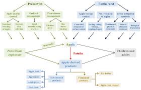 Toxins Free Full Text Patulin In Apples And Apple Based Food Products The Burdens And The Mitigation Strategies Html