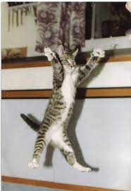 Funny Animal Pictures Jumping Cat Kittens Funny Cats