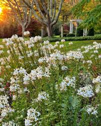 Image result for Cleome elegantissima