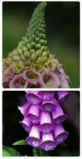 Image result for Digitalis purpurea alba/ red spots