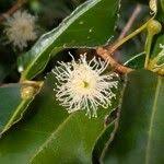 Image result for Aphloia theiformis