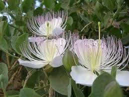 Image result for Capparis