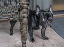 Why Is My Dog Pooping In The House Suddenly Super Scoopers