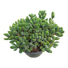 Image result for Crassula zombensis