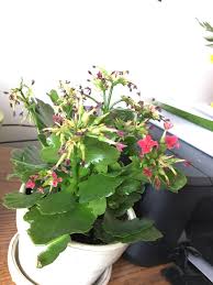 First of all, just because your kalanchoe leaves are dying doesn't always mean that your plant is, or that you're doing something wrong. Kalanchoe Help I Water Once A Week And It Gets Plenty Of Sunlight But The Buds Are Dying And I M Not Sure What To Do Succulents