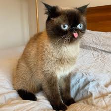 Any picture you use has to be at least 1080 x 1080 image size. Just 15 Photos Of A Cat Who Can T Keep His Dang Tongue In His Mouth Tenderly