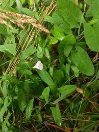 Image result for Convolvulus aschersonii