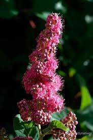 Image result for Spiraea douglasii