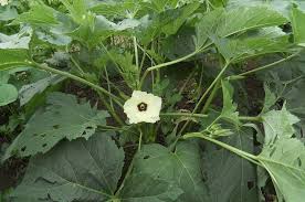 Is lady finger is the flower part of the plant. Okra Diseases And Pests Description Uses Propagation