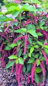 Image result for Acalypha