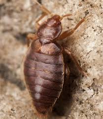The best way to get rid of bed bugs in your home or business is by enlisting the help of a pest control professional. Effective Bed Bugs Pest Control Removal In Melbourne