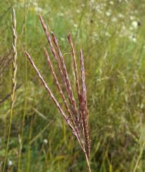 Image result for Craspedorhachis