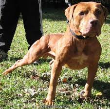 Yeni Yavru Alacak Olanlar Ve Pit Bull Un Pit Bull Terrier American Staffordshire Terrier Ve Her Irk Yardim Bilgi Facebook