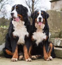 Learn more about living with the bernese mountain dog breed. Bernese Mountain Dog Your Dog