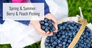 Maybe you would like to learn more about one of these? Year Round Guide To Fruit Picking In Suffolk County