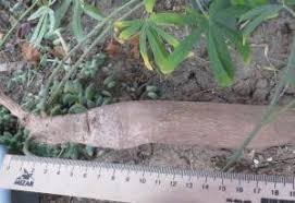 Image result for Ipomoea oenotherae