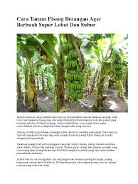 Tabur baja di bawah kanopi pokok dan elakkan daripada terkena pada bahagian pangkal pokok. Cara Tanam Pisang Berangan Agar Berbuah Super Lebat Dan Subur