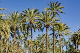 We did not find results for: Elche Wikipedia