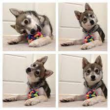 Dog Cuteness The Science Behind The Adorableness Of Our Pets