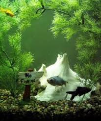Plants help to keep your aquarium water healthy. Fishing Products Fake Weeds Artificial Plants Fake Plants For Fishing Aquahabitat Fake Foliage Aqua Habitat Aquahabitat Result Aquahabitat Aquaculture Nesting Reproducing Stock Ponds Controlled Aquatic Management Rearing Ponds Backyard