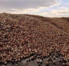 Feeding beef cattle cull onions