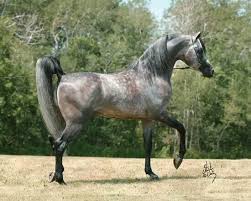 Grey Arab Beautiful Arabian Horses Horses Arabian Horse