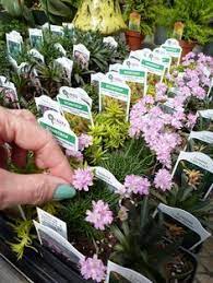 How to make a mini fairy garden? Pin On Ui