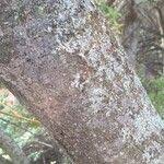 Image result for Burkea