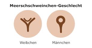 Meerschweinchen Geschlecht Die Richtige Geschlechtsbestimmung